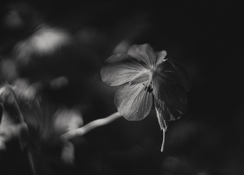 Photograph by Светлана Сергеева