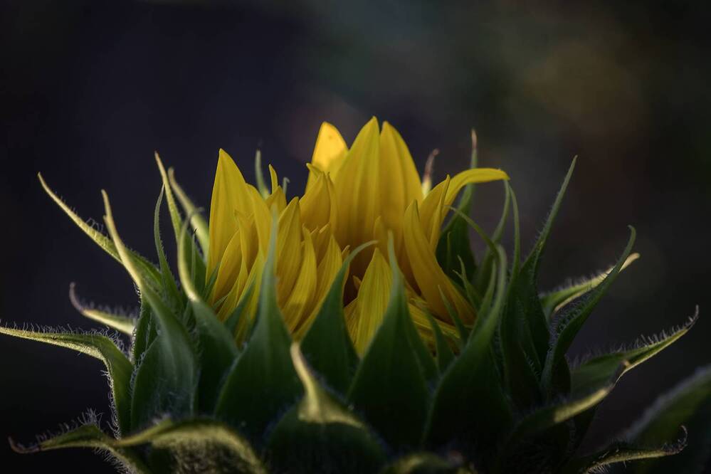 Photograph by Dino Sirica