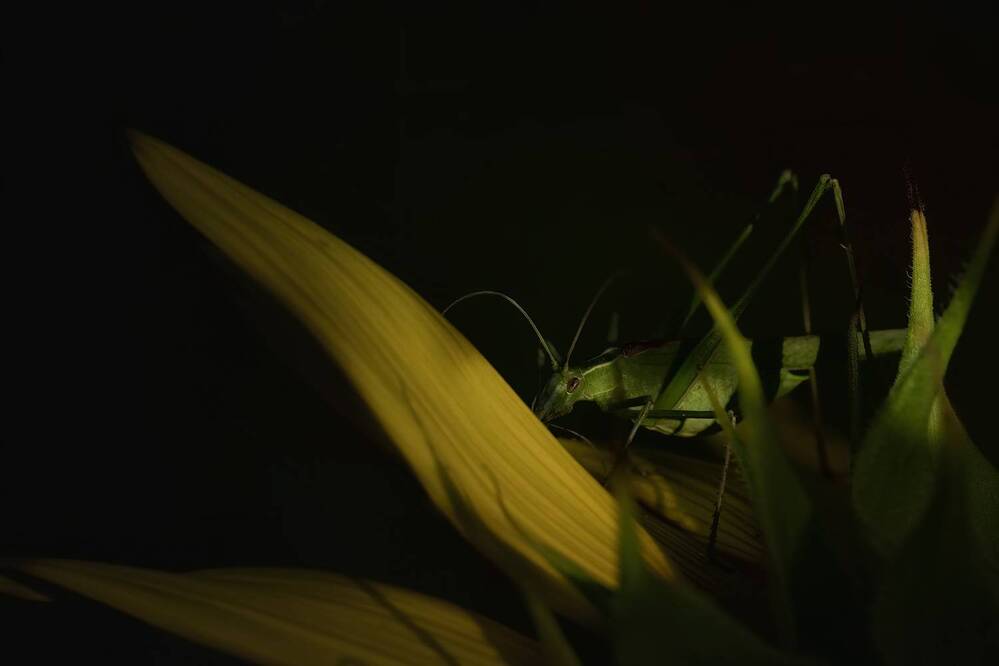 Photograph by Dino Sirica