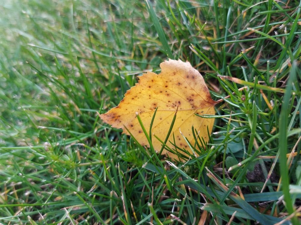 Photograph by Ольга Антанавичене