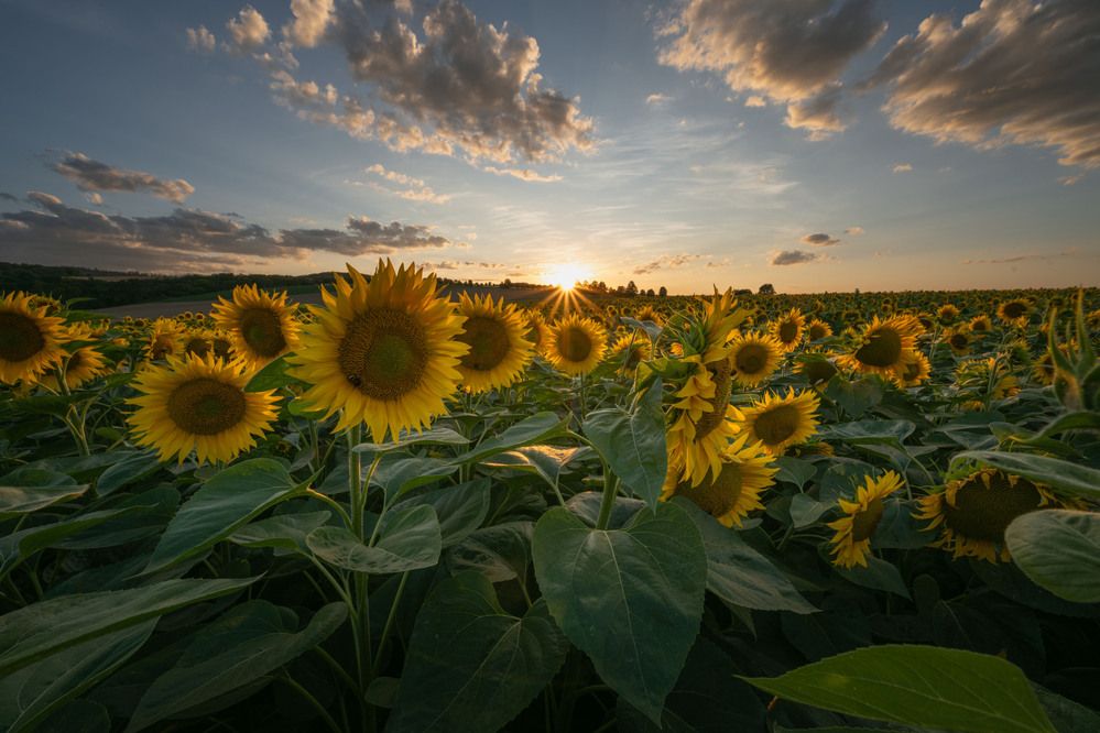 Sunflower sunset