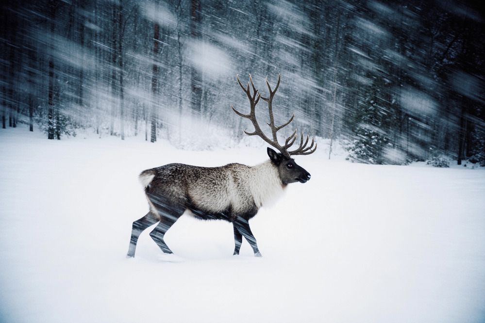 Photograph by Ekaterina Barashkova