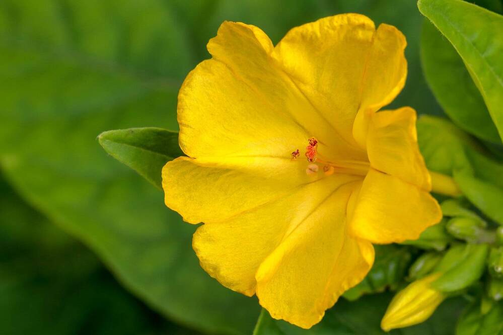 Фотография автора Светлана Долотова