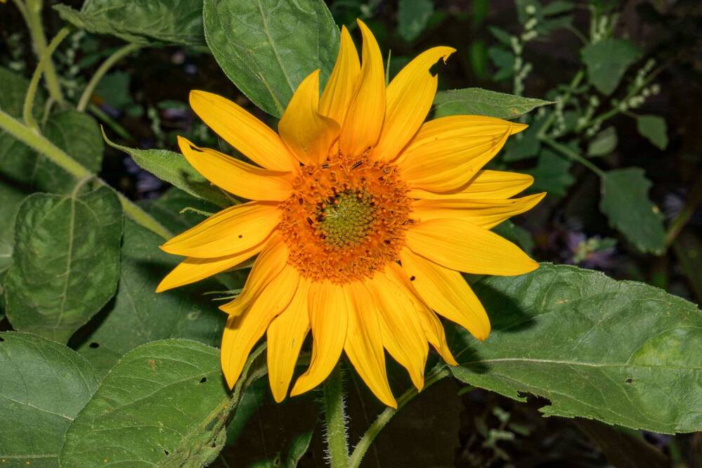 Фотография автора Светлана Долотова