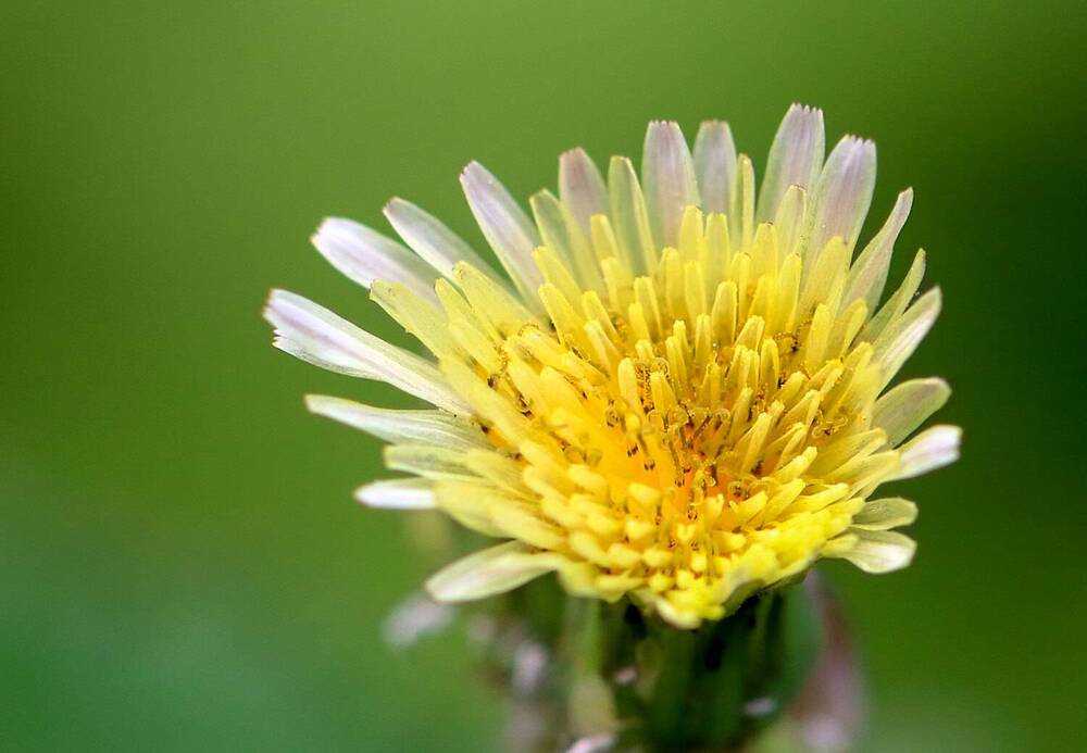 Фотография автора Светлана Долотова