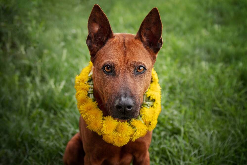 Фотография автора Sofiia Lapta