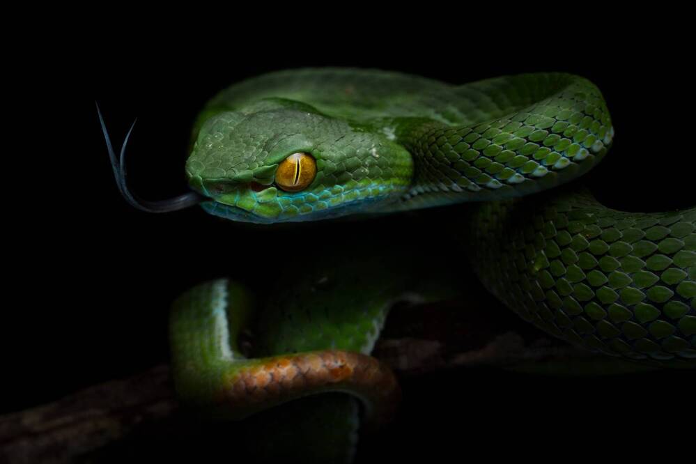 Фотография автора Tran Anh Tuan