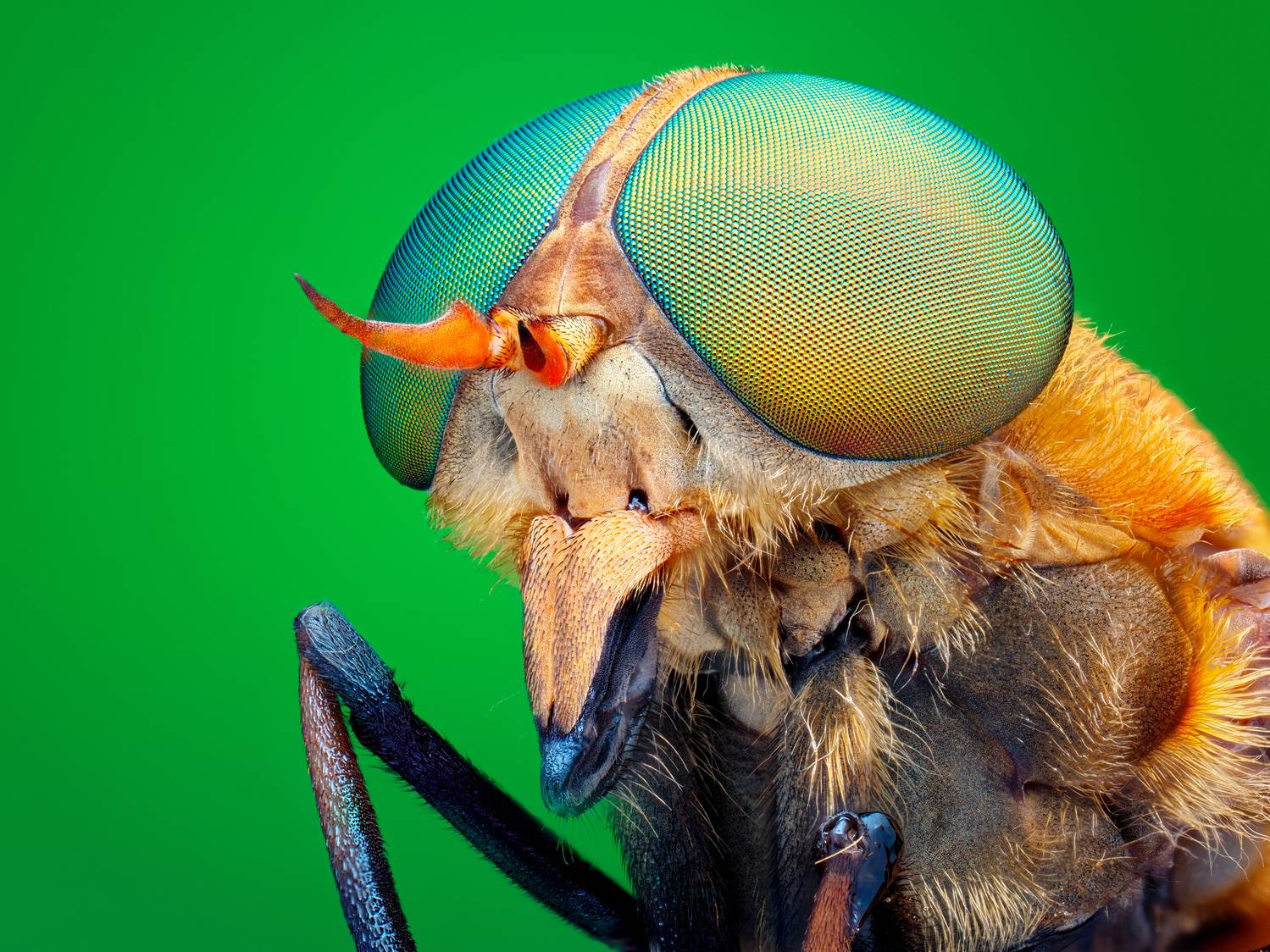 Фотография #12612549