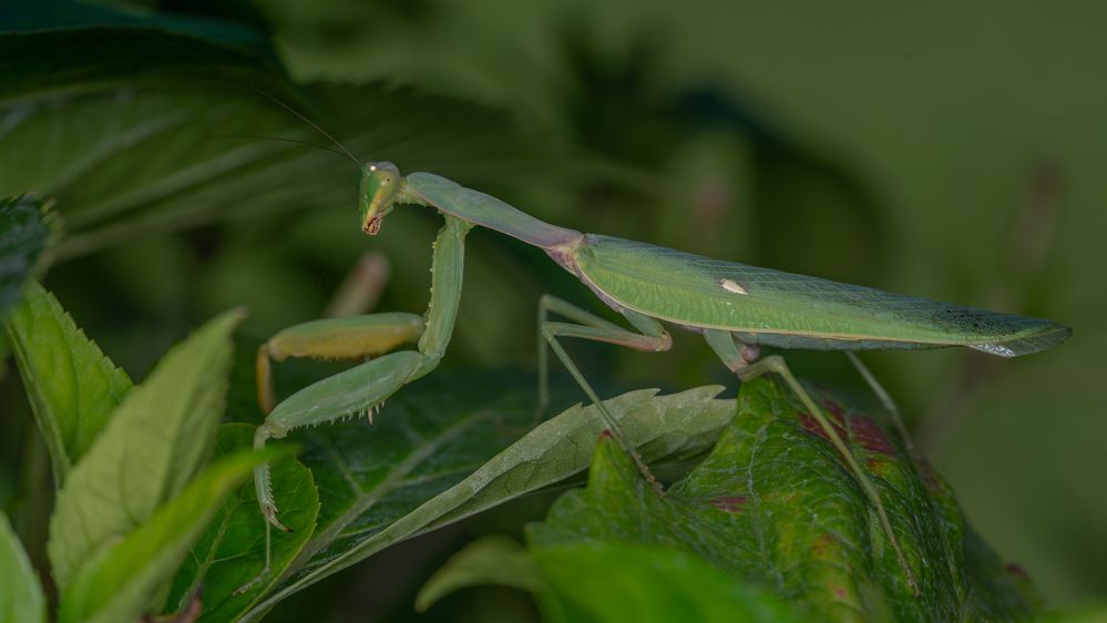 Green ninja