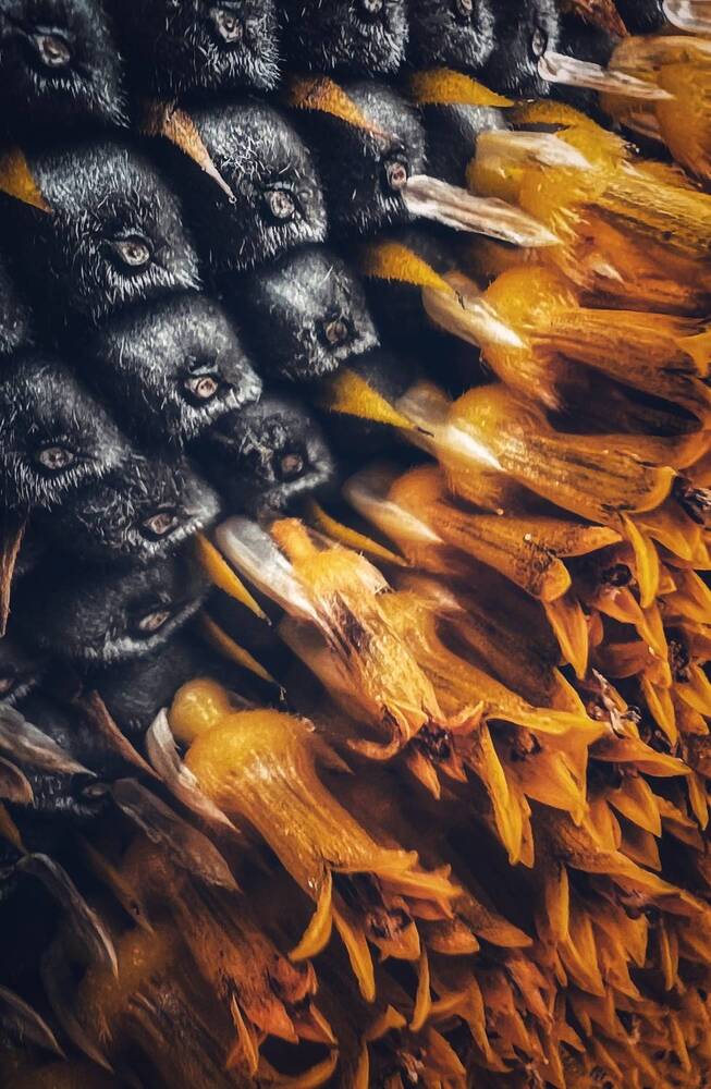 Появление потомства