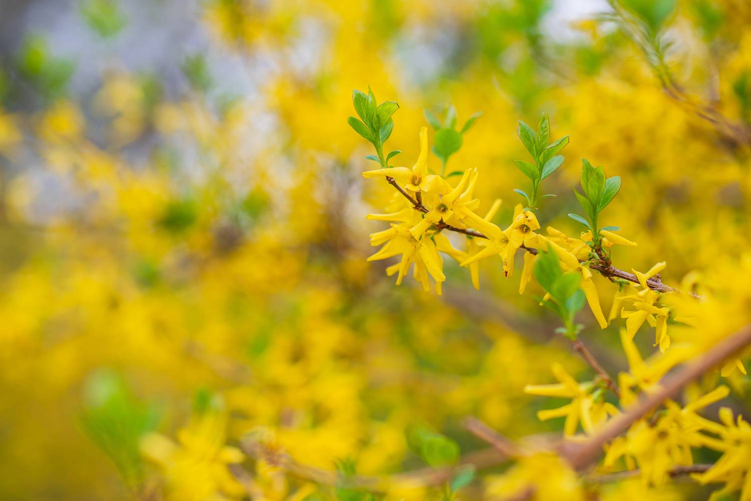 Photograph by Анна Чеснокова