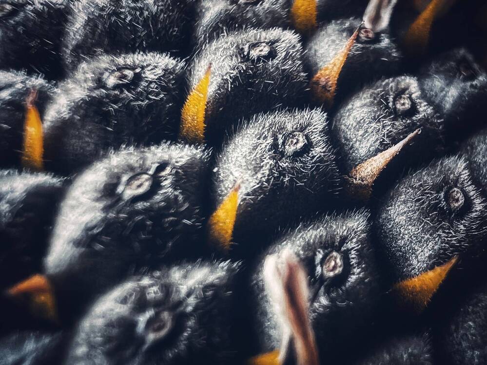 Будущее потомство