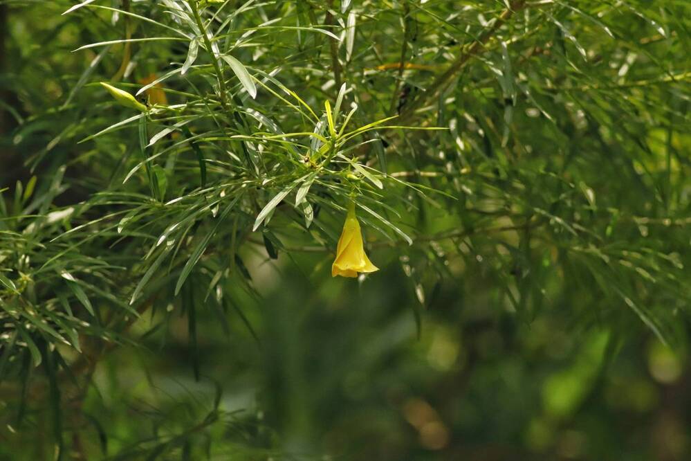 Фотография автора Washiful Majid