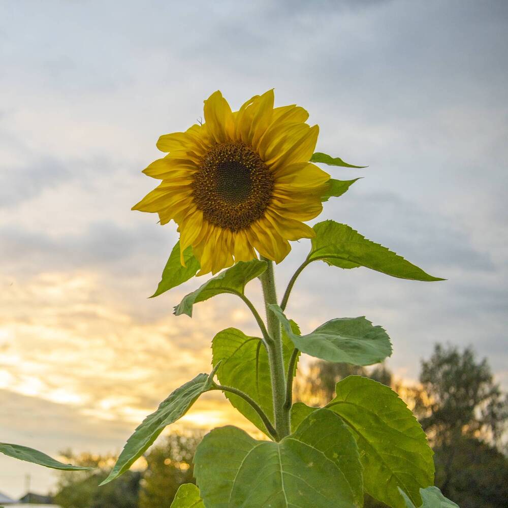 Photograph by Mikhail Tatanov