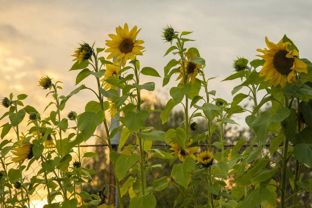 Photograph by Mikhail Tatanov