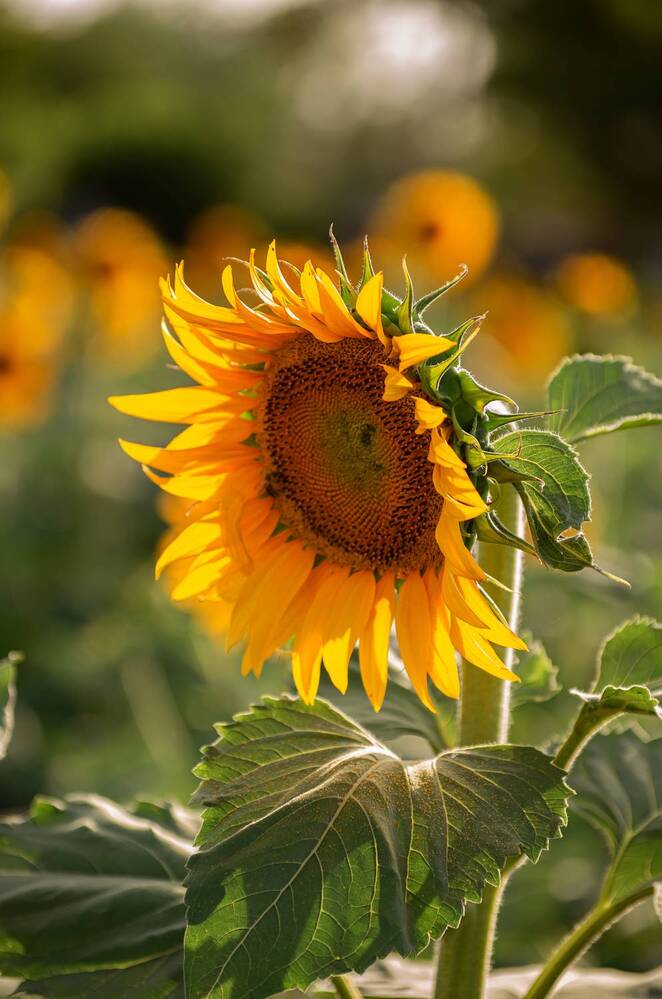 Photograph by Галина Григорьева