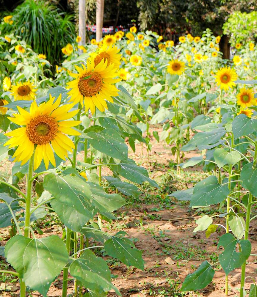 Photograph by benny babu geddam