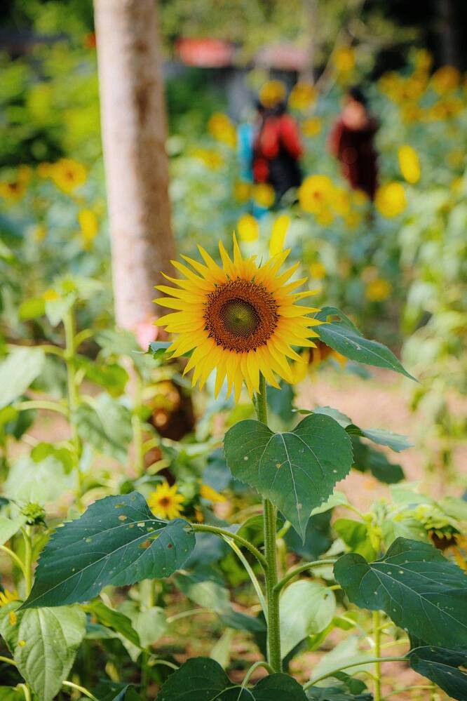 Photograph by benny babu geddam