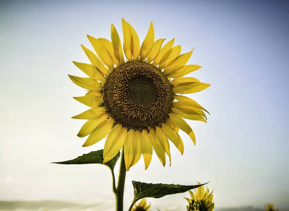 Фотография автора Михаил Лупина