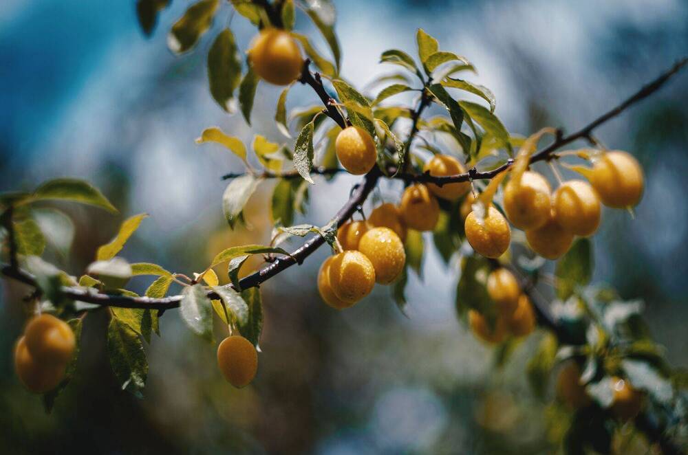 Photograph by Щербак Анатолий