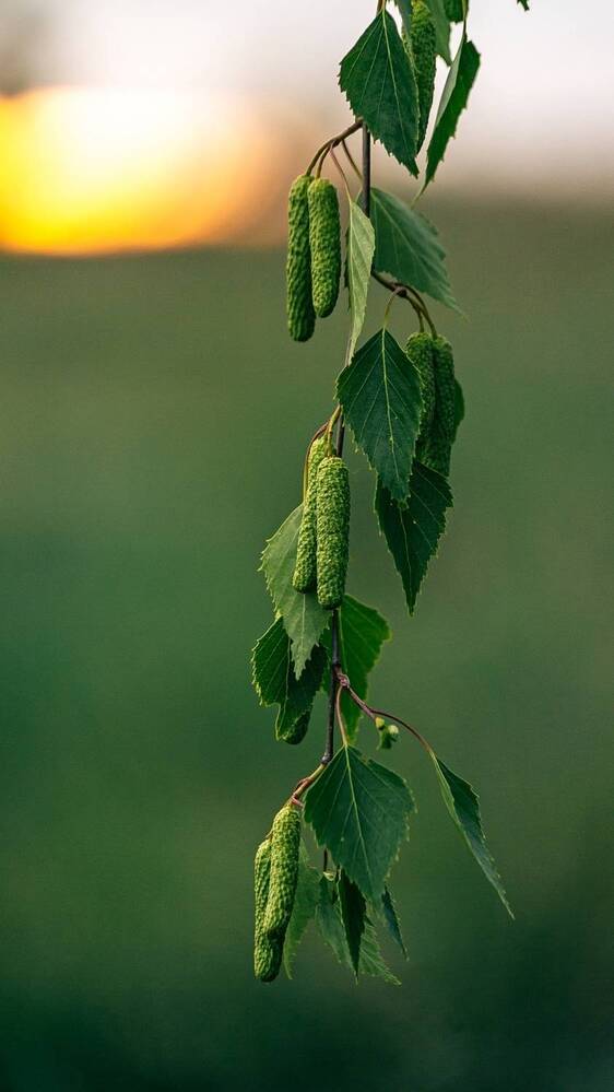 Фотография автора Елена Чиликина