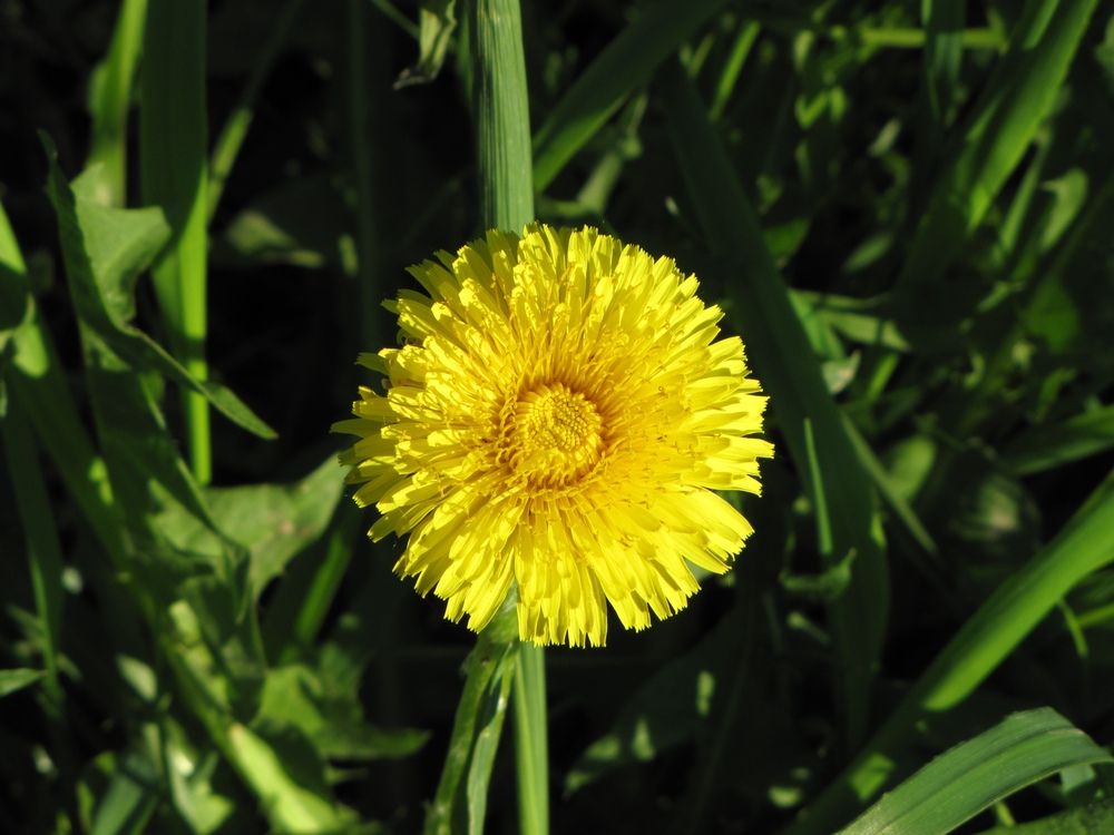 Фотография автора Кузьмичева Екатерина Васильевна