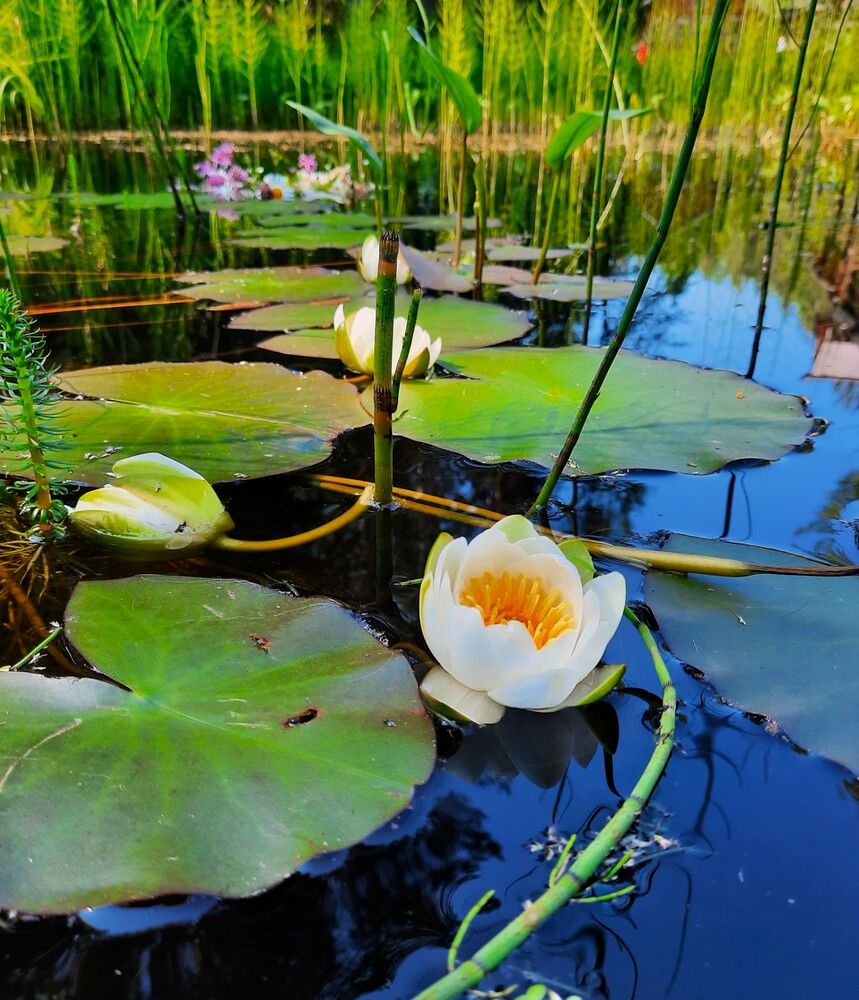 Фотография автора Елена Пикатова