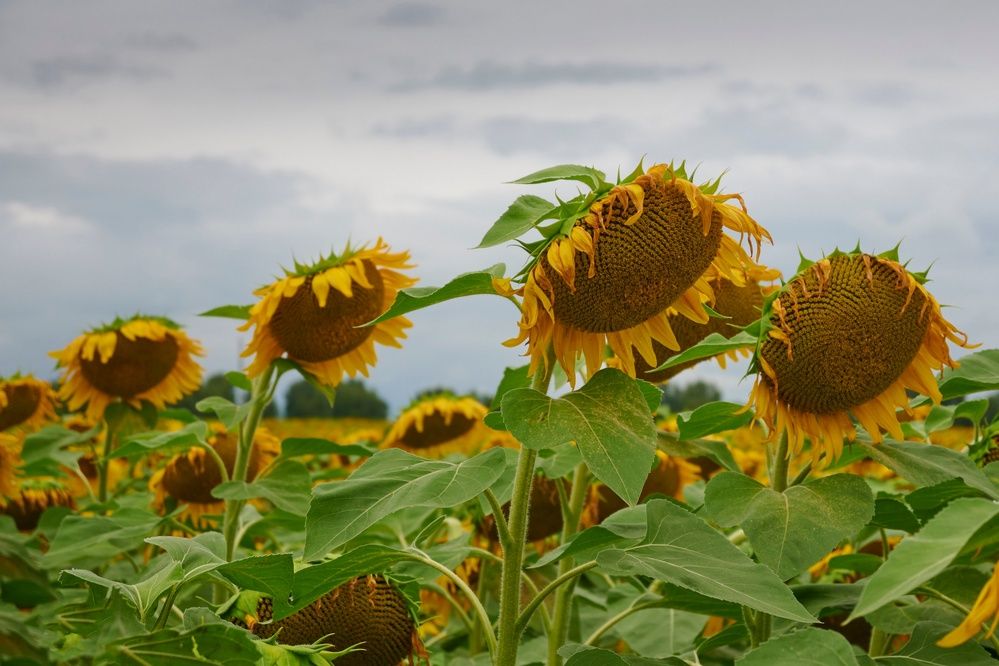 Photograph by Сергей Анисимов