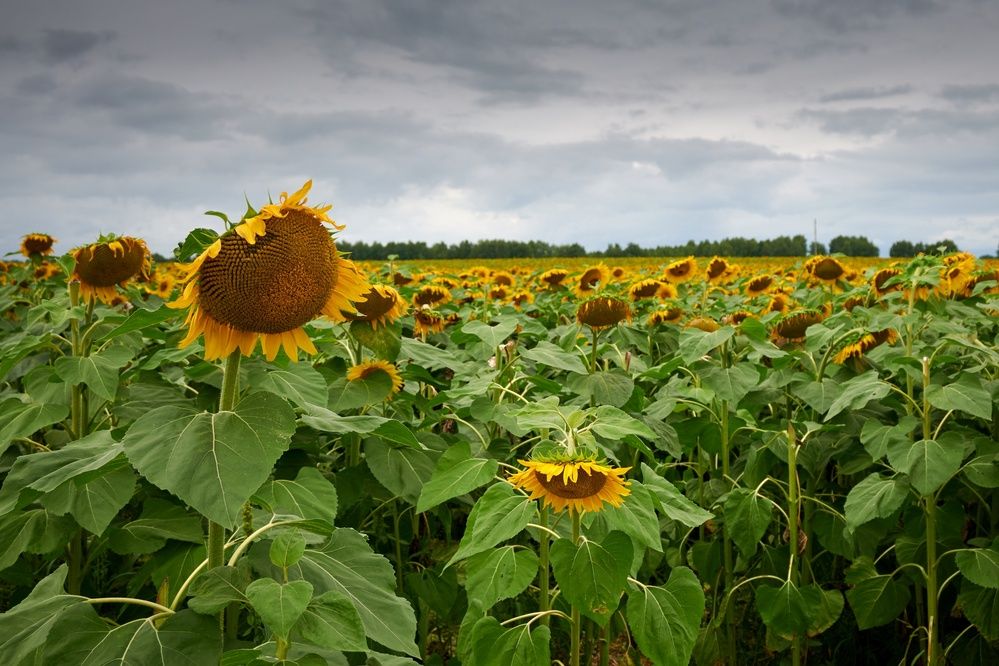 Photograph by Сергей Анисимов