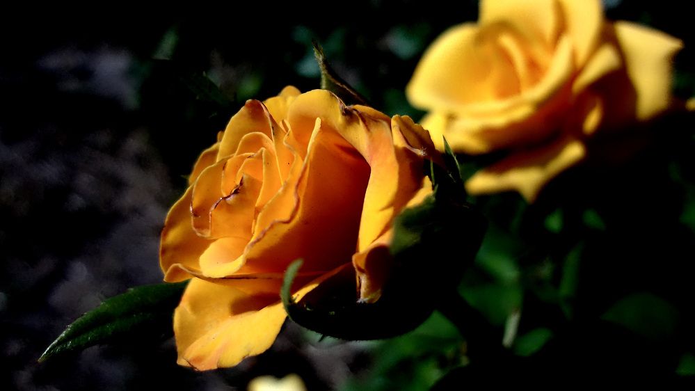 Photograph by Юлия Шадрина