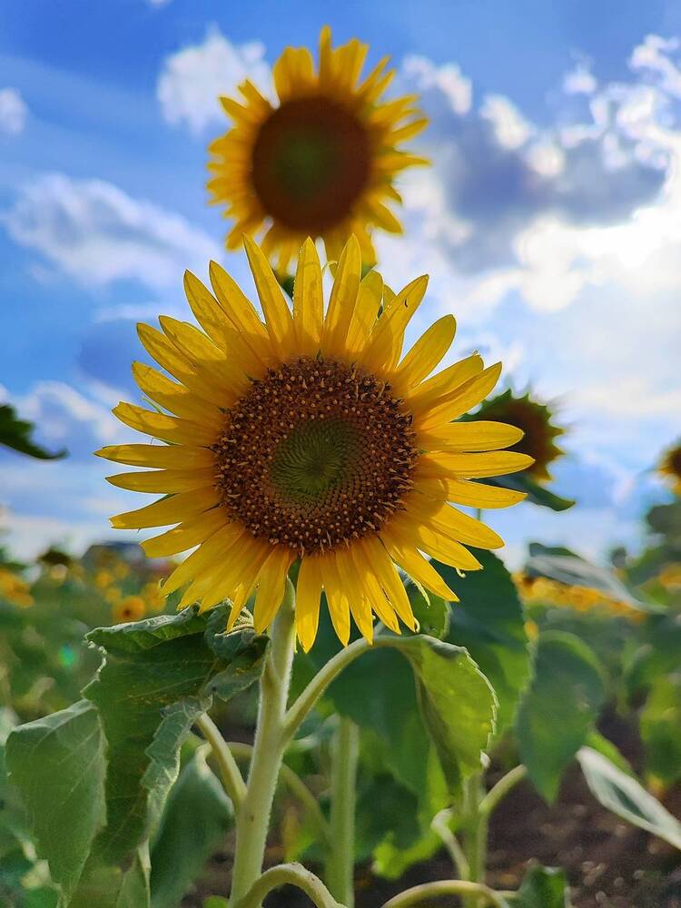 Photograph by Анна Напримерова