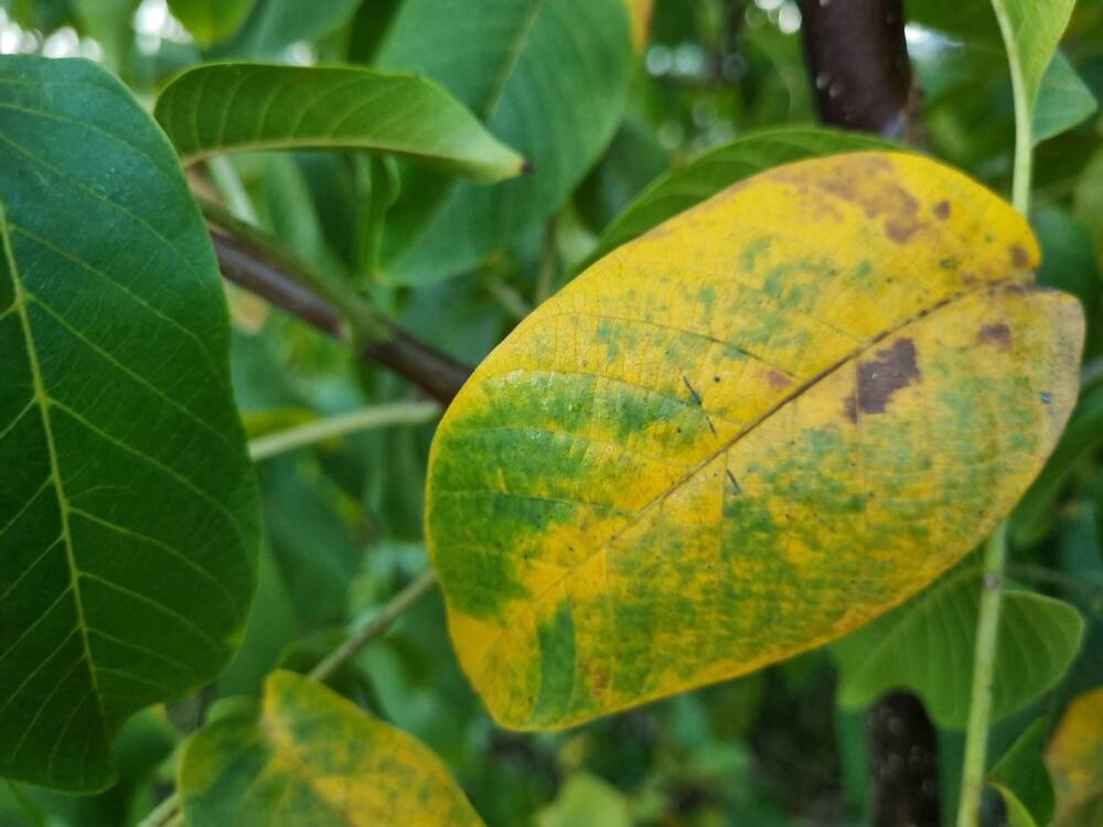 Photograph by Babak Akvan