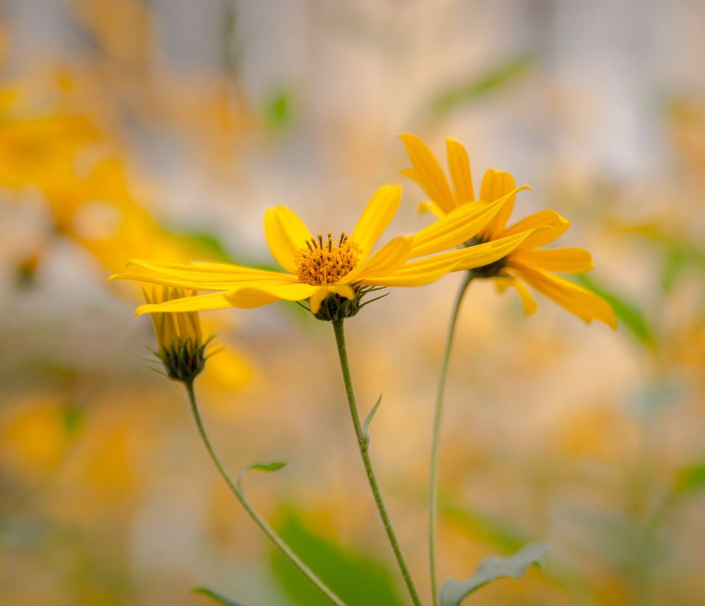 Photograph by Екатерина Вспышкина