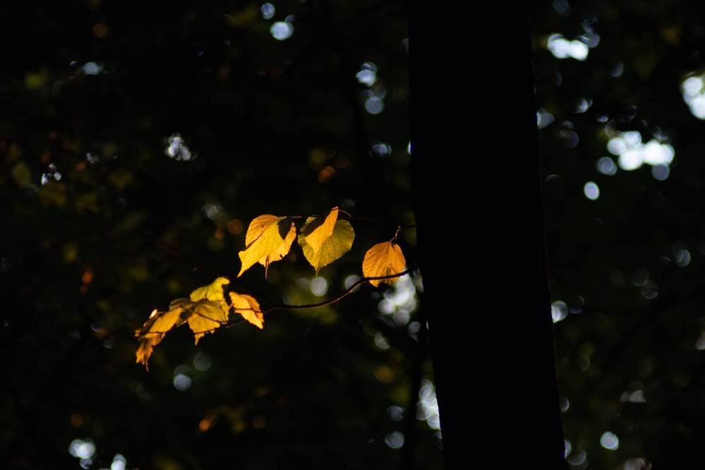 Photograph by Ivangelion [JS]
