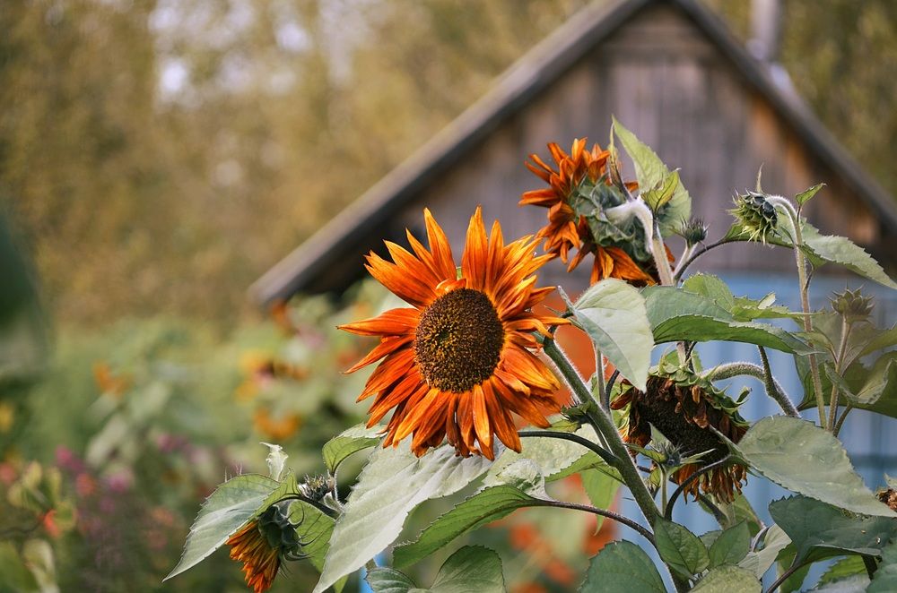 Photograph by Соколова Елена