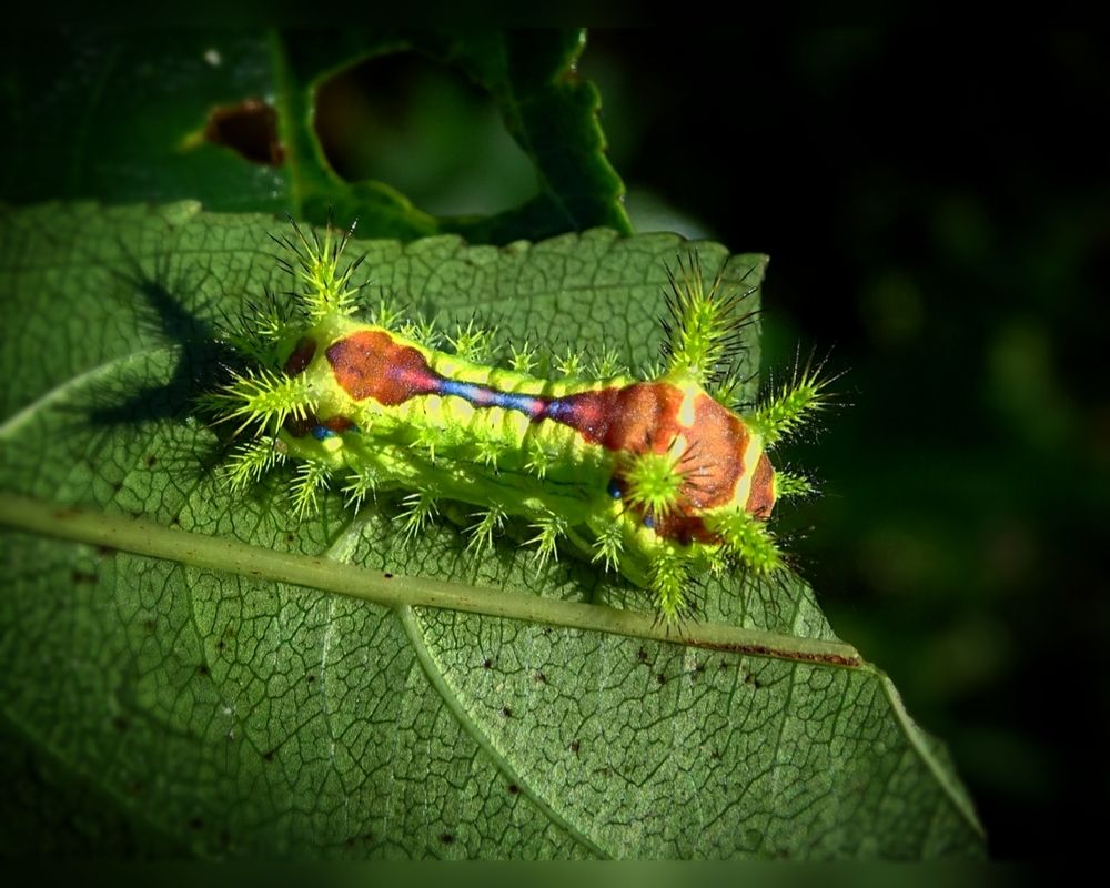 Жгучая красавица.
