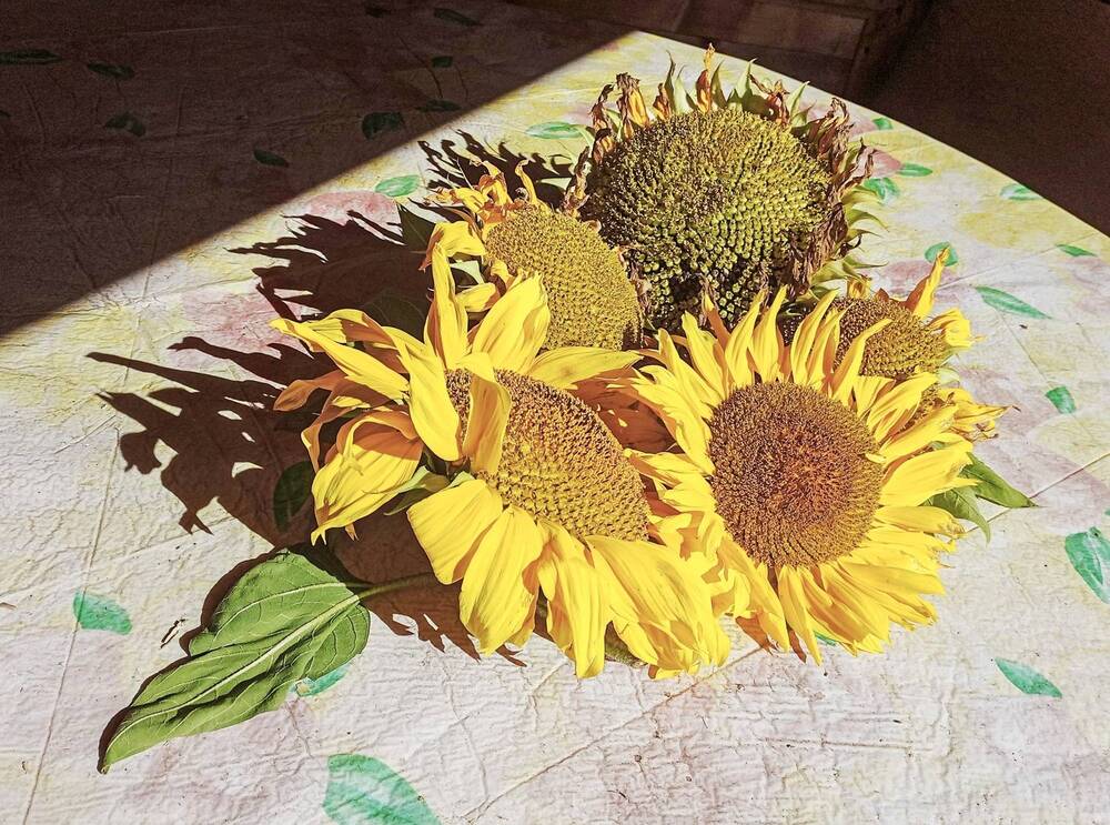 Photograph by Sergey Kurkov-Tarkovsky