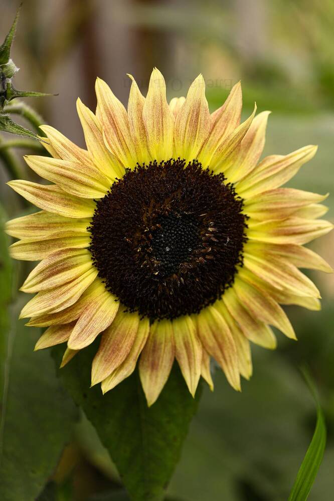 Photograph by Елена Одынец