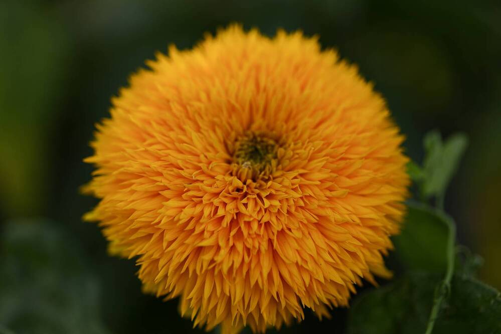 Photograph by Елена Одынец