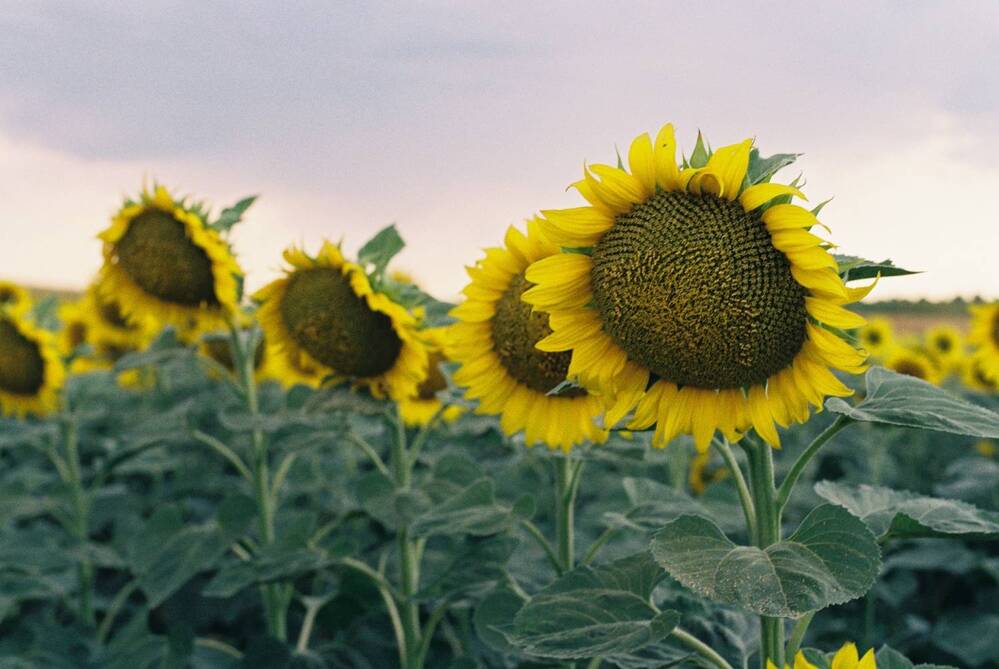 Photograph by Maxim Lip