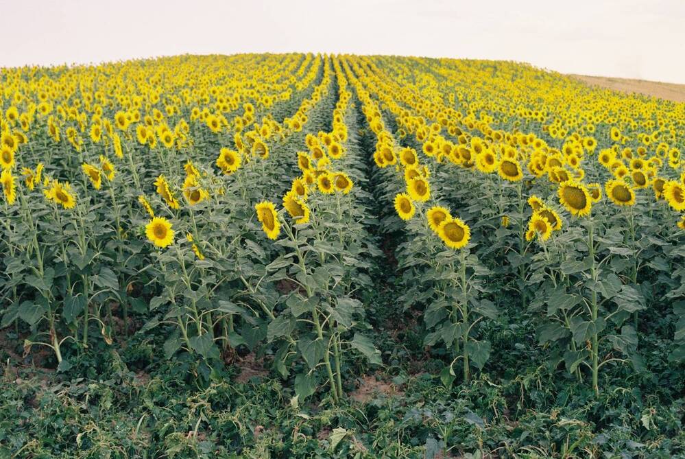 Photograph by Maxim Lip