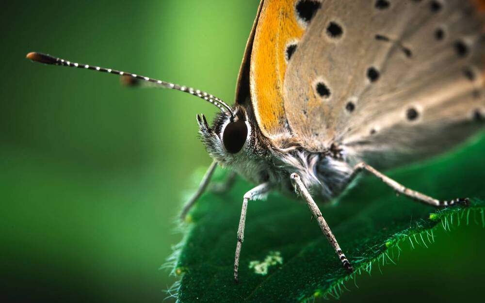 Фотография автора Uesan Aliace