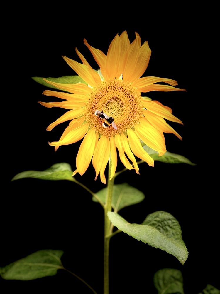 Фотография автора Sheikh Masud