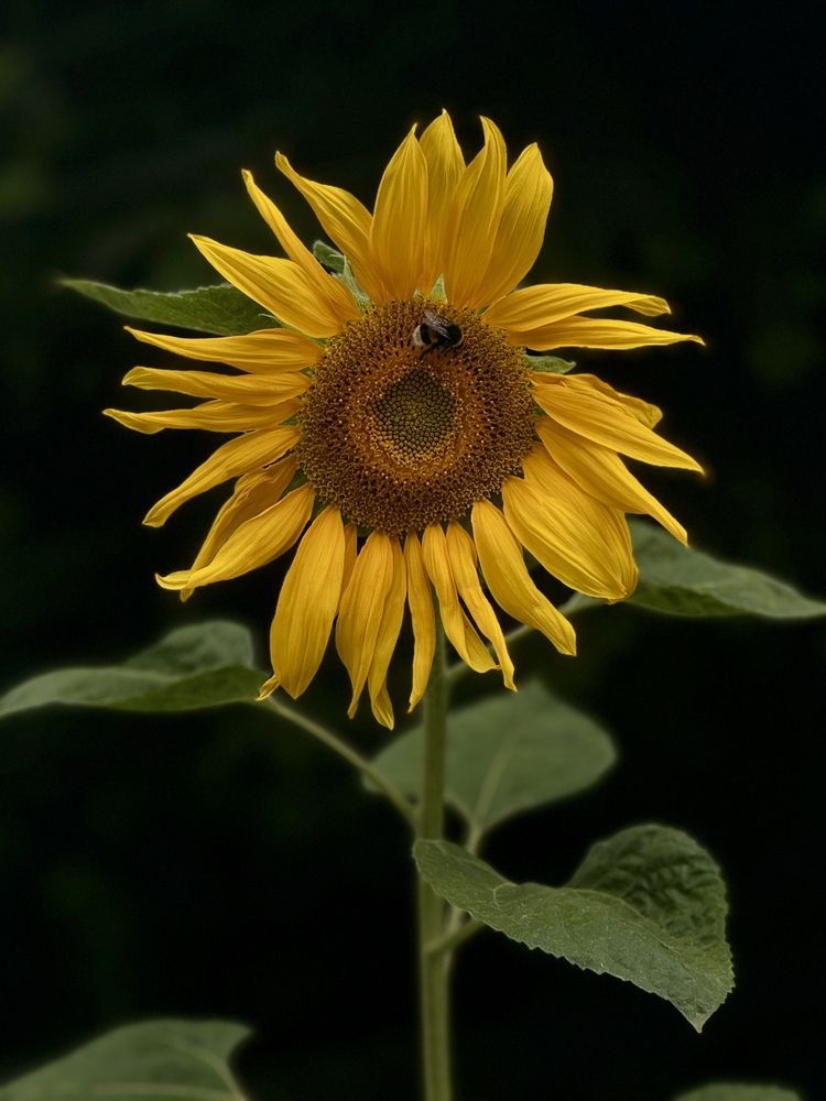 Фотография автора Sheikh Masud