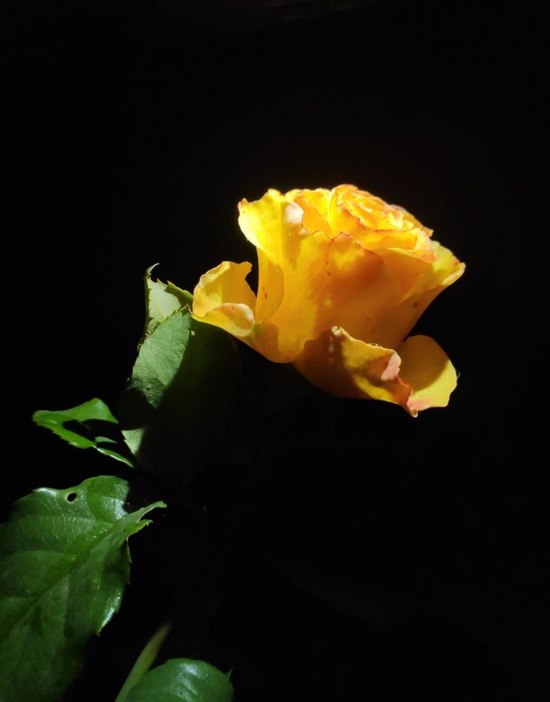 Photograph by Elena Goncharova