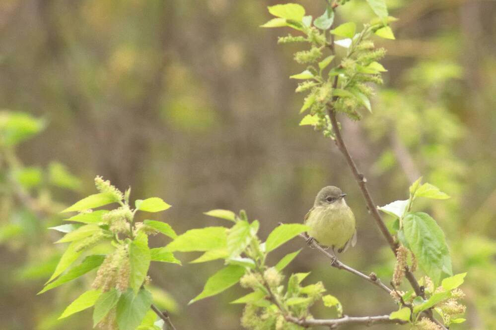 Photograph by Guillermo Topp