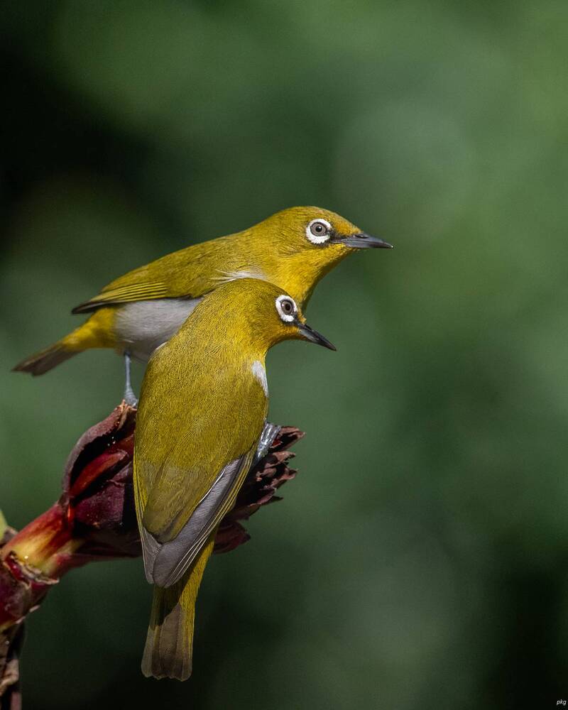 Photograph by Prabhat Ghosh