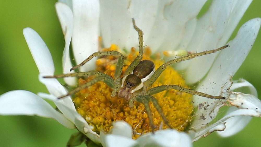 Молодой зеленый