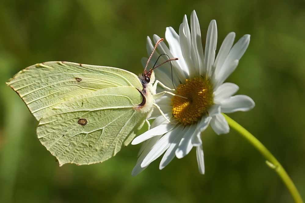 Лето - это маленькая жизнь