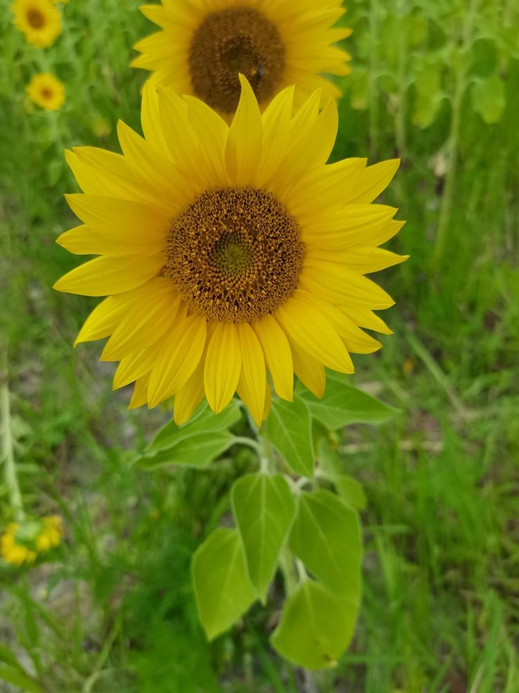 Photograph by REAHBELN ALZATE